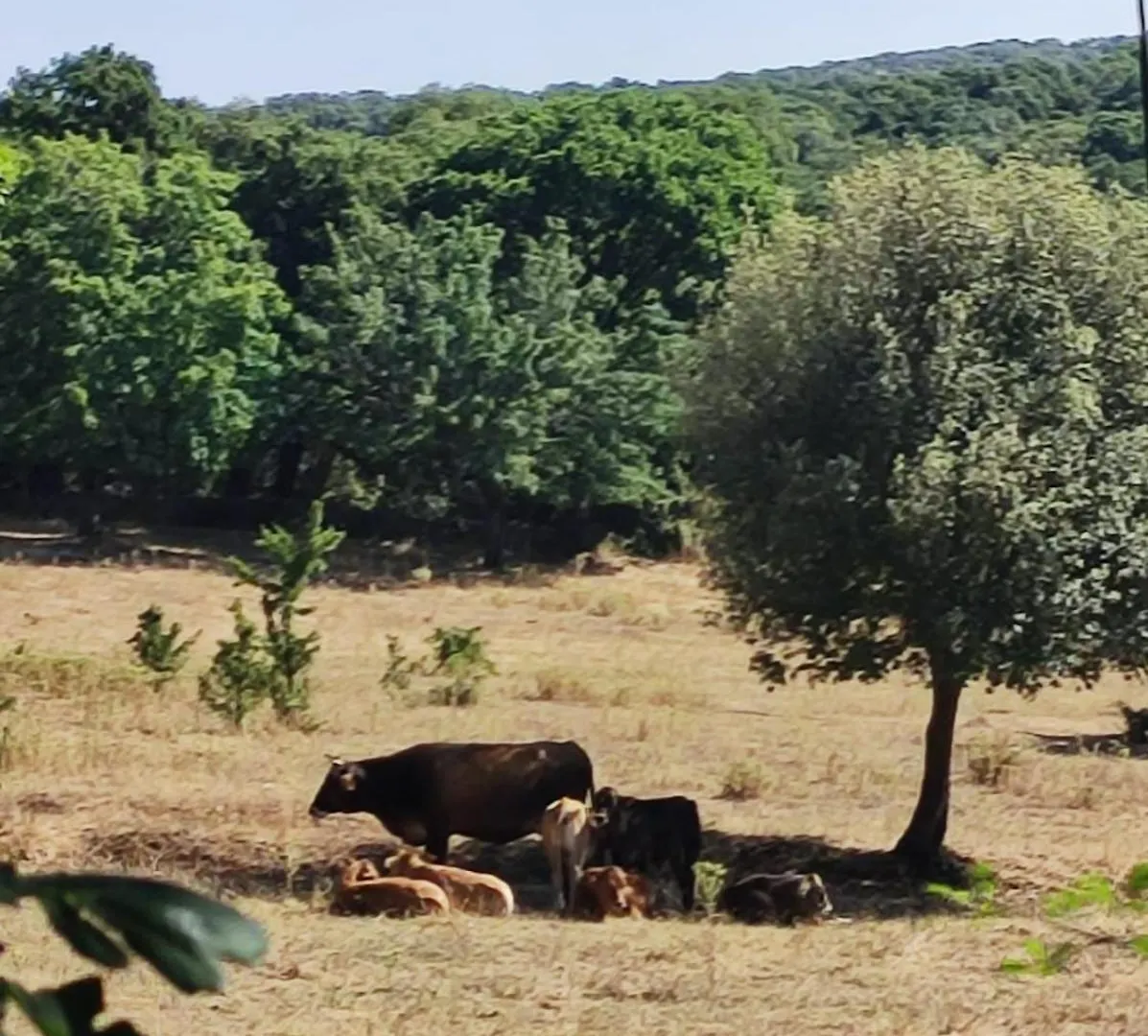 Affittacamere Paradiso, Turismo Rurale Tempio Pausania 0*,